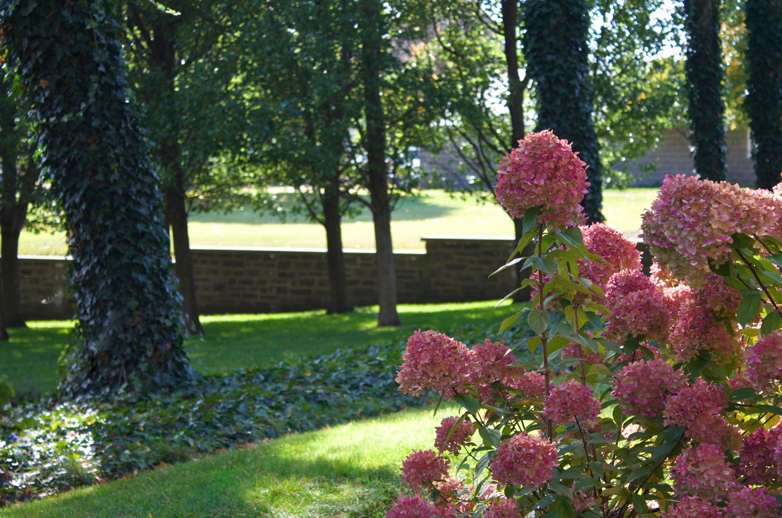 hydrangeas and a tree with vines climbing up it 