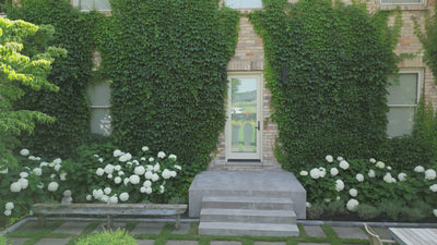 Contemporary luxury garden design by White Pine Professional Gardens using pavers and sod for a patio area with hydrangeas and climbing Boston ivy